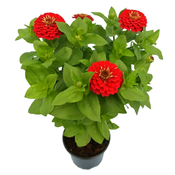 Zinnia