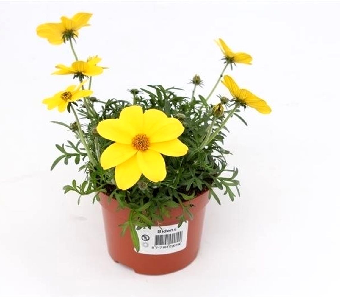 Bidens