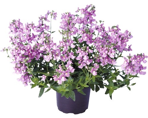 Nemesia