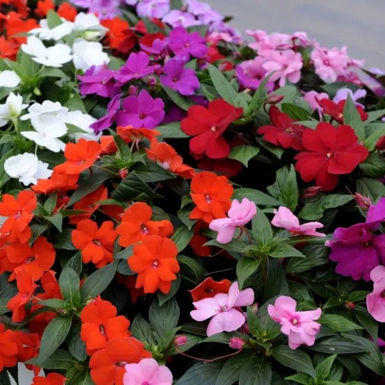 Impatiens