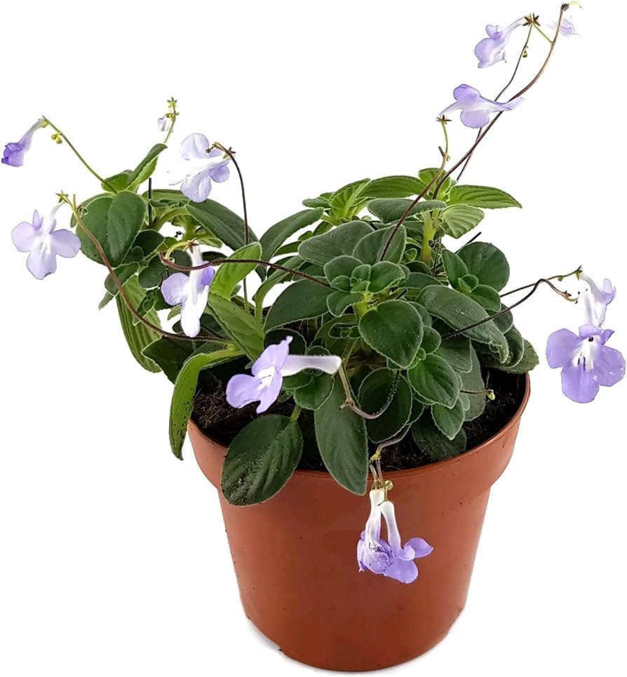 Streptocarpus