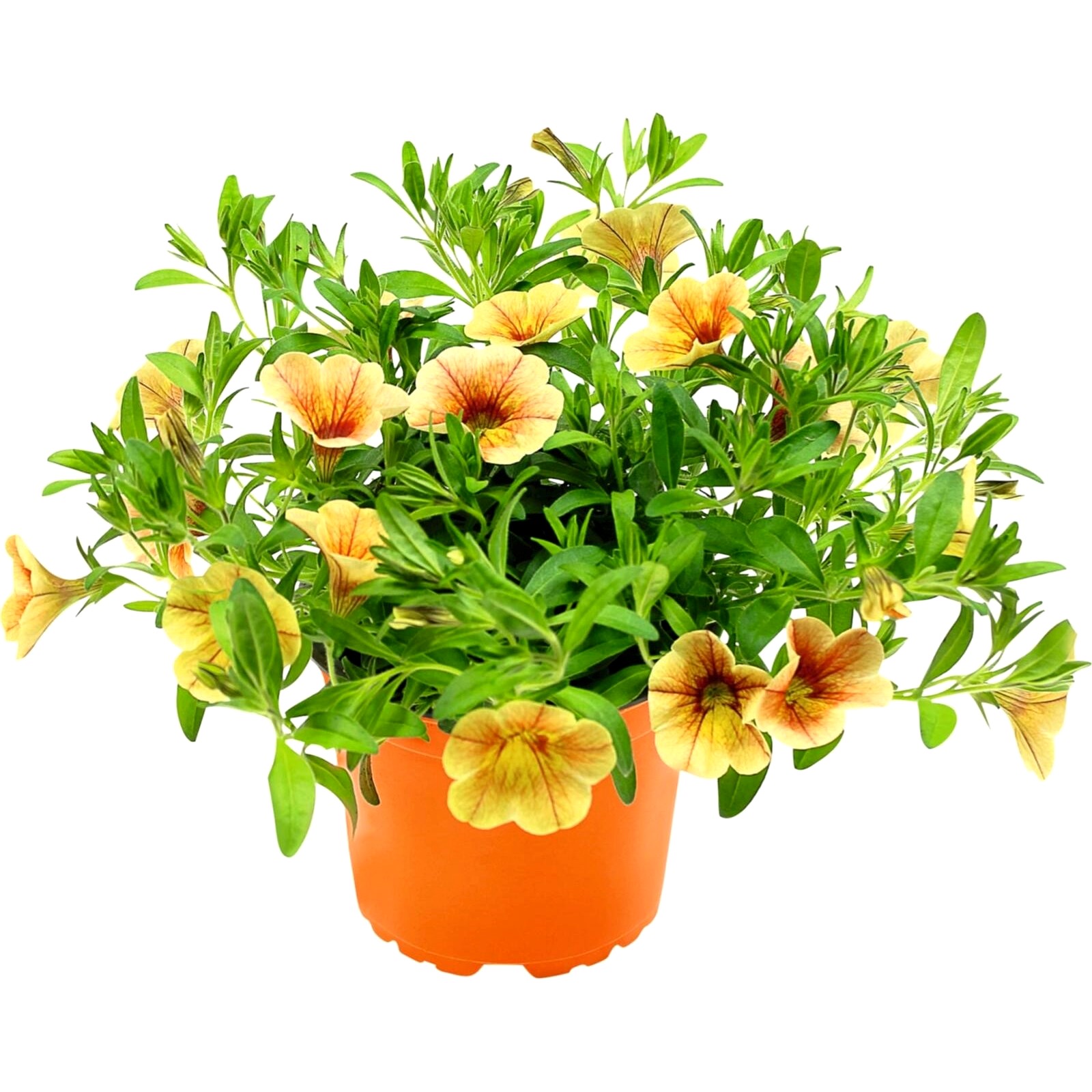 Calibrachoa